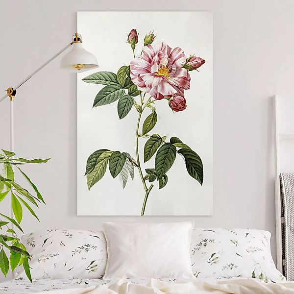 Leinwandbild Blumen - Hochformat Pierre Joseph Redouté - Rosa Gallica-Rose günstig online kaufen