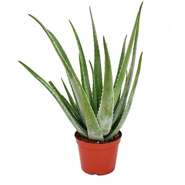 Exotenherz Aloe Vera ca. 7-8 Jahre Alt 21cm Topf Riesige Und Sehr Alte Pfla günstig online kaufen