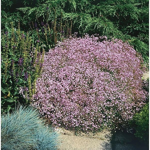 Gypsophila Repens Rosenschleier Schleierkraut Rosa Ca. 9x9 cm Topf günstig online kaufen