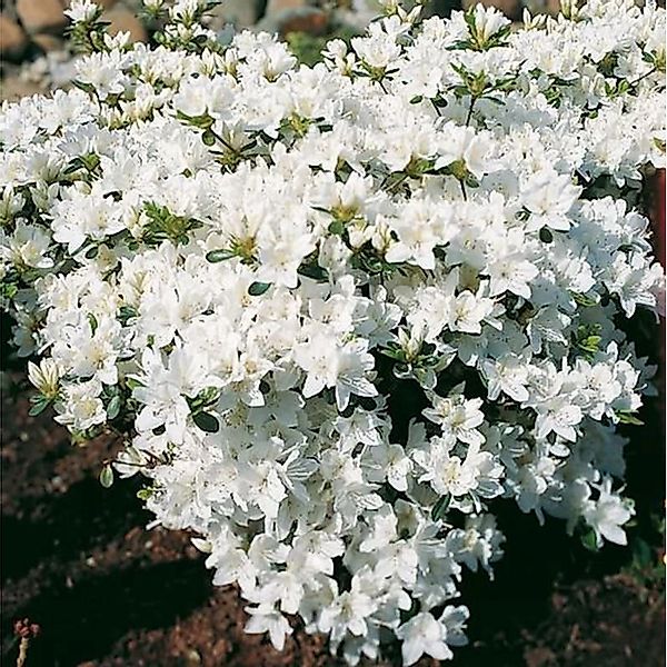 Japanische Azalee Kermesina Alba 30-40cm - Rhododendron obtusum - Zwerg Alp günstig online kaufen