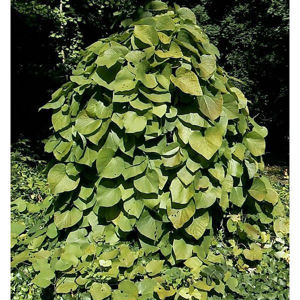 Pfeifenwinde 60-80cm - Aristolochia macrophylla günstig online kaufen