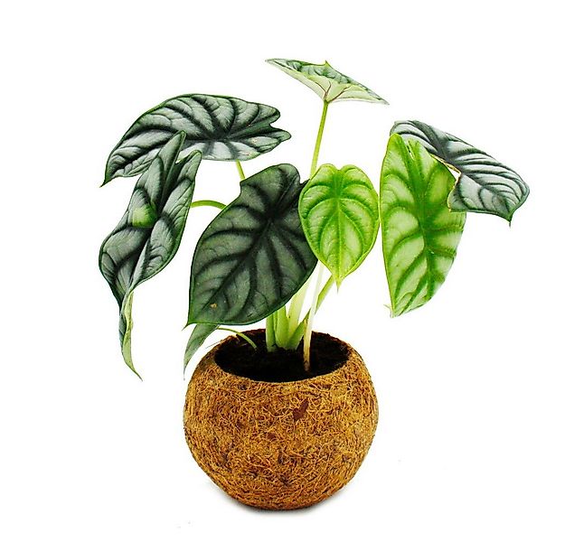 Exotenherz Zimmerpflanze Kokodama Alocasia baginda Dragon Scale im Kokodama günstig online kaufen