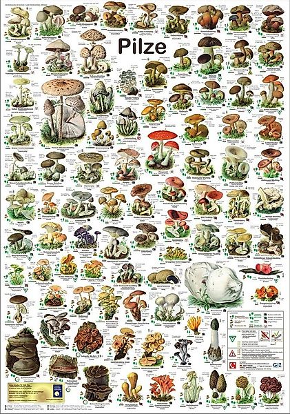 Close Up Poster Pilze Poster deutsch DIN A1 59,4 x 84,1 cm günstig online kaufen