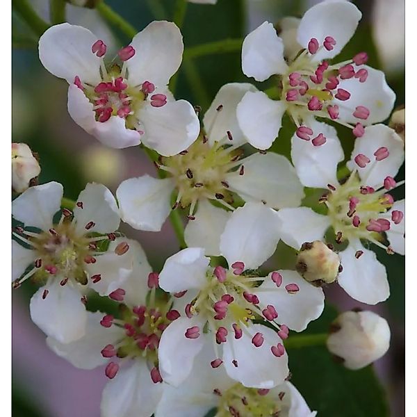 Apfelbeere Hugin 60-80cm - Aronia melanocarpa günstig online kaufen