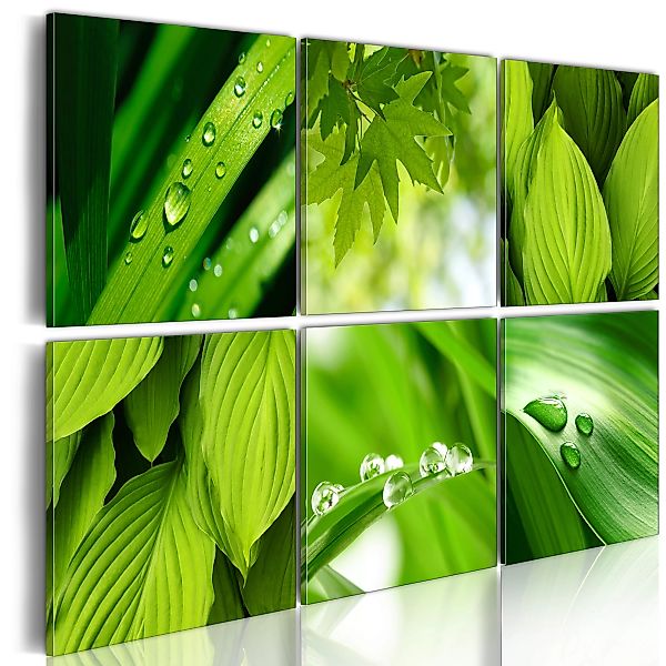Wandbild - Saftige Grüne Blätter günstig online kaufen