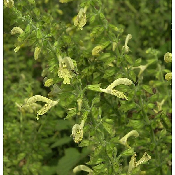 Klebriger Salbei - Salvia glutinosa günstig online kaufen