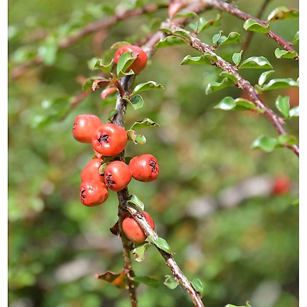 Hochstamm Kleine Bogenmispel 60-80cm - Cotoneaster adpressus günstig online kaufen