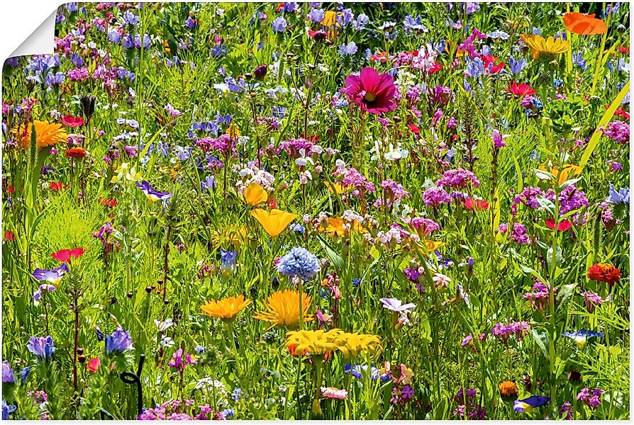 Artland Wandbild "Bunte Blumenwiese", Blumenwiese, (1 St.), als Alubild, Ou günstig online kaufen