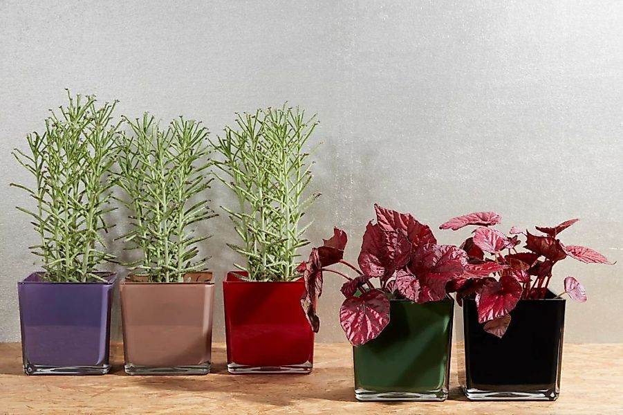 Blumenübertopf Glaswürfel Tischdekoration H 14cm Grün günstig online kaufen