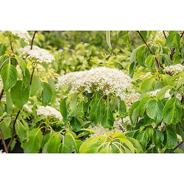 Cornus Controversa Lucia Etagen-Hartriegel 100–125 cm günstig online kaufen