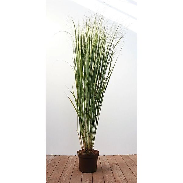 Panicum Virgatum Strictum Rutenhirse Aufrecht 3-5 Liter Container günstig online kaufen
