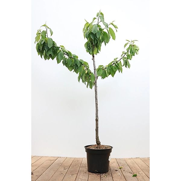 Prunus Avium Büttners Roter Knorpel Süßkirsche CAC 150-200cm günstig online kaufen