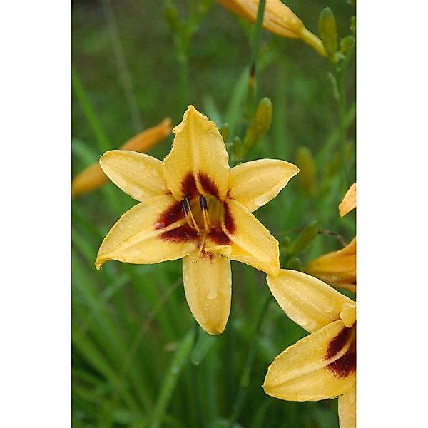 Hemerocallis X Cult. Bonanza Taglilie Ca. 11x11 cm Topf günstig online kaufen