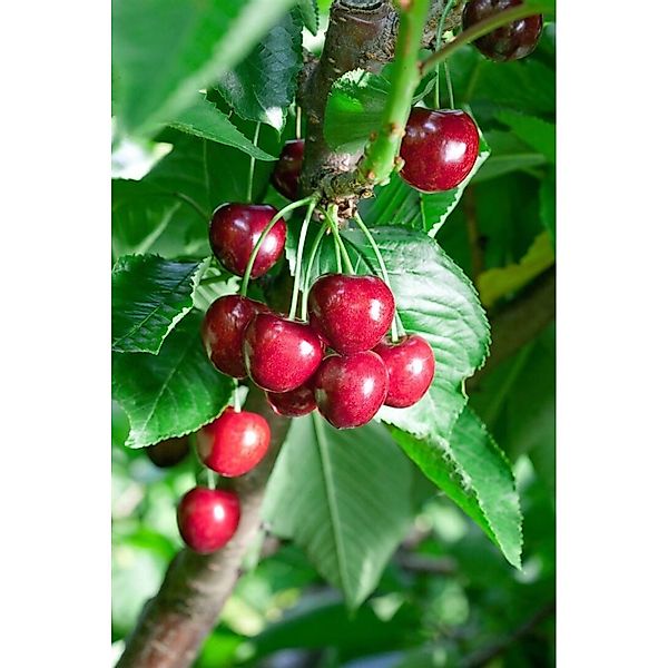 Prunus Avium Summit Süßkirsche 150–200 cm Große Früchte günstig online kaufen