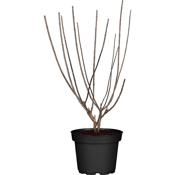 Rispenhortensie Switch Höhe ca. 50 - 60 cm Topf ca. 6 l günstig online kaufen