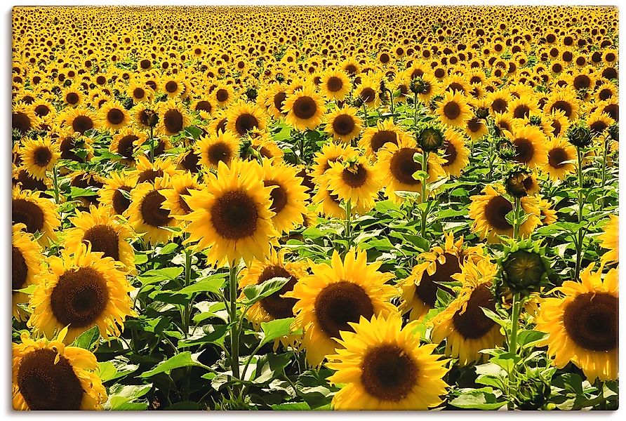 Artland Wandbild "Sonnenblumenfeld" Blumen 1 Stk. tlg. als Alubild, Leinwan günstig online kaufen