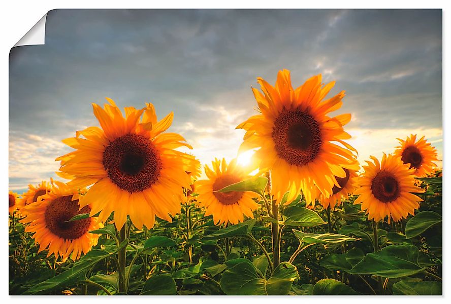 Artland Wandbild "Sonnenblumen II", Blumen, (1 St.), als Leinwandbild, Post günstig online kaufen