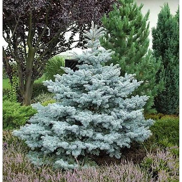 Ediths Blaufichte 80-100cm - Picea pungens günstig online kaufen