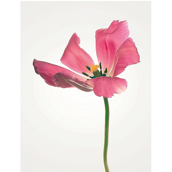 Komar Bild "Tulip" Blumen 1 Stk. tlg. Wandbild zur Dekoration - ohne Rahmen günstig online kaufen
