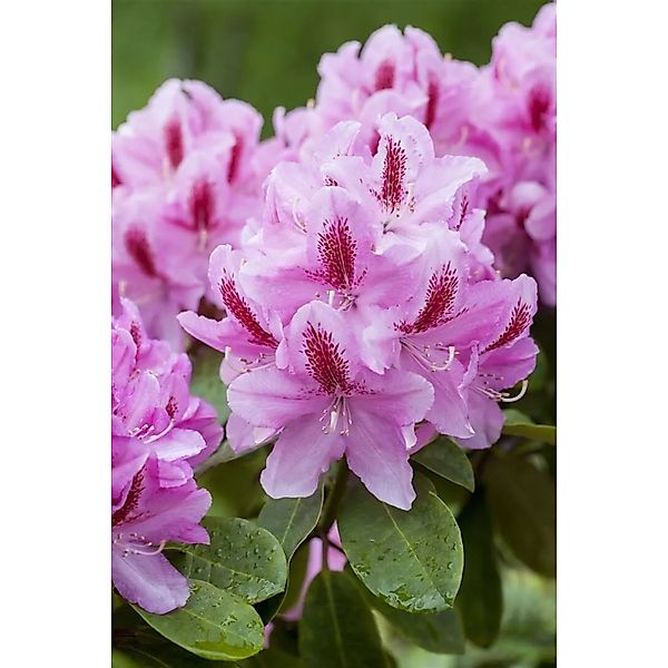 Rhododendron Hybr. Furnivalls Daughter Rosa Blüten 60–70 cm günstig online kaufen