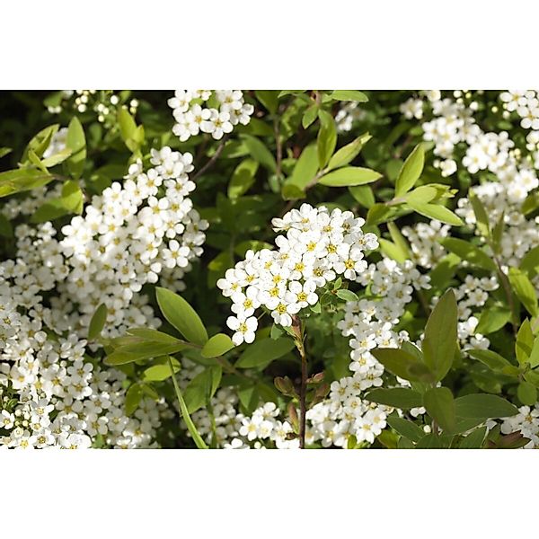 Spiraea Cinerea Grefsheim Asch-Spiere Weiß 60–80 cm günstig online kaufen