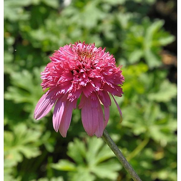 Sonnenhut Razzmatazz - Echinacea purpurea günstig online kaufen