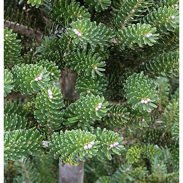 Grüne Zwerg Koreatanne Tordis 50-60cm - Abies koreana günstig online kaufen