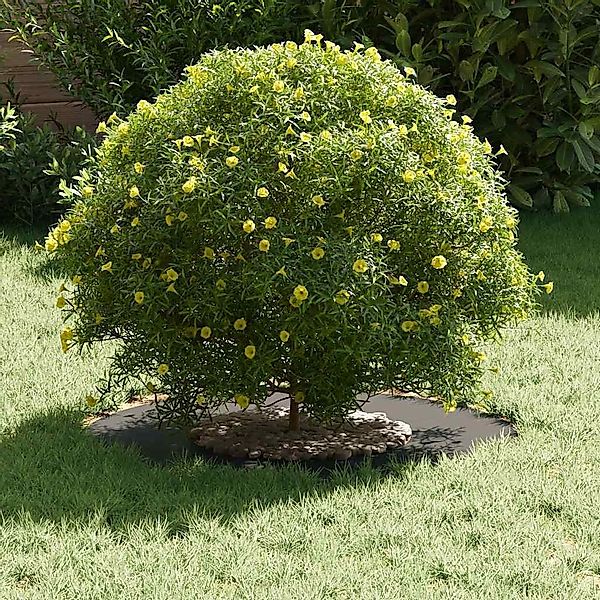 vidaXL Blumentopf Flacher Baumring Schwarz Ø30 günstig online kaufen