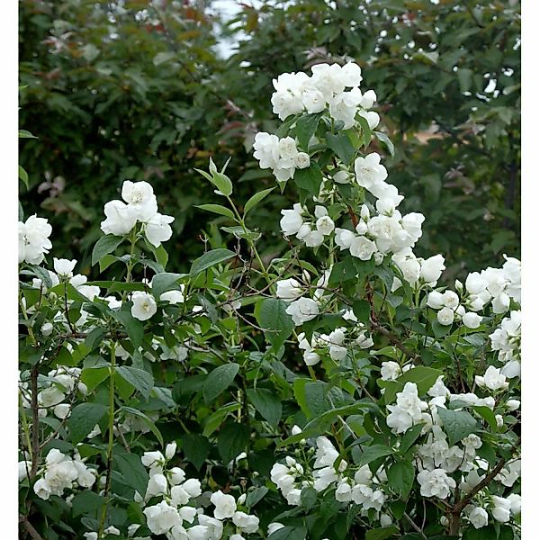 Gefüllter Gartenjasmin Schneesturm 60-80cm - Philadelphus günstig online kaufen