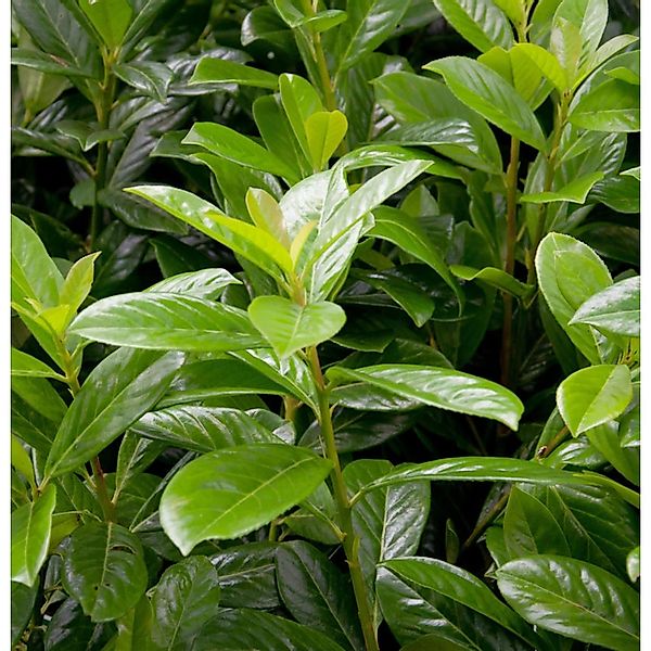 Kirschlorbeer Novita 80-100cm - Prunus laurocerasus günstig online kaufen