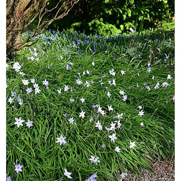 Sternblume Alberto Castillo - Ipheion uniflorum günstig online kaufen