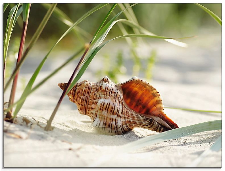 Artland Glasbild »Große Muschel am Strand«, Wassertiere, (1 St.), in versch günstig online kaufen