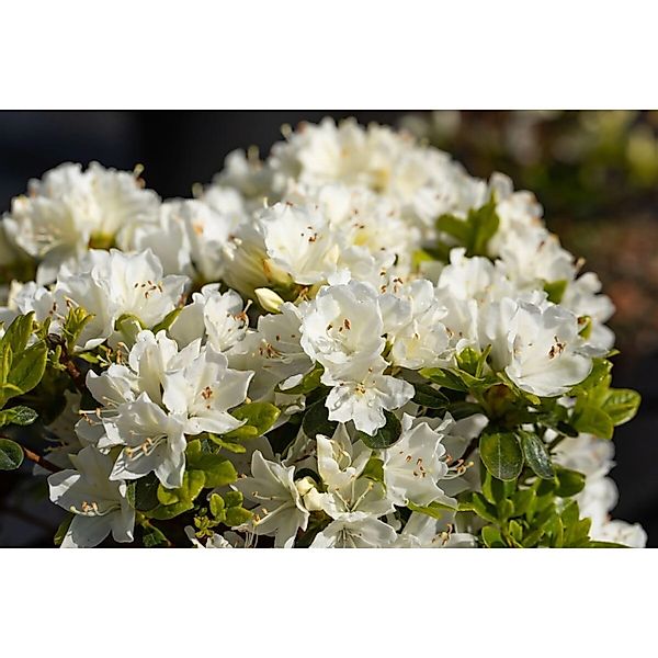 Rhododendron Obtusum Adonis Azalee Rosa Blüten 20–25 cm günstig online kaufen