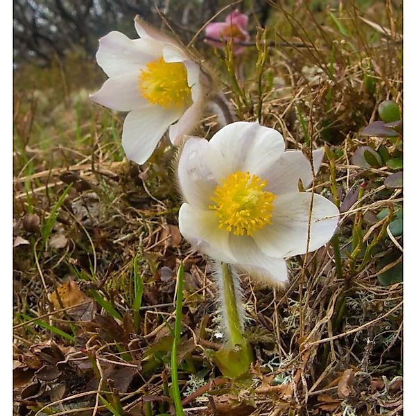 Frühlings Küchenschelle - Pulsatilla vernalis günstig online kaufen