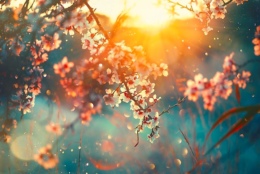 queence Leinwandbild »Cherry Blossom«, Blätter-Blätterbilder-Blumen-Blumenb günstig online kaufen