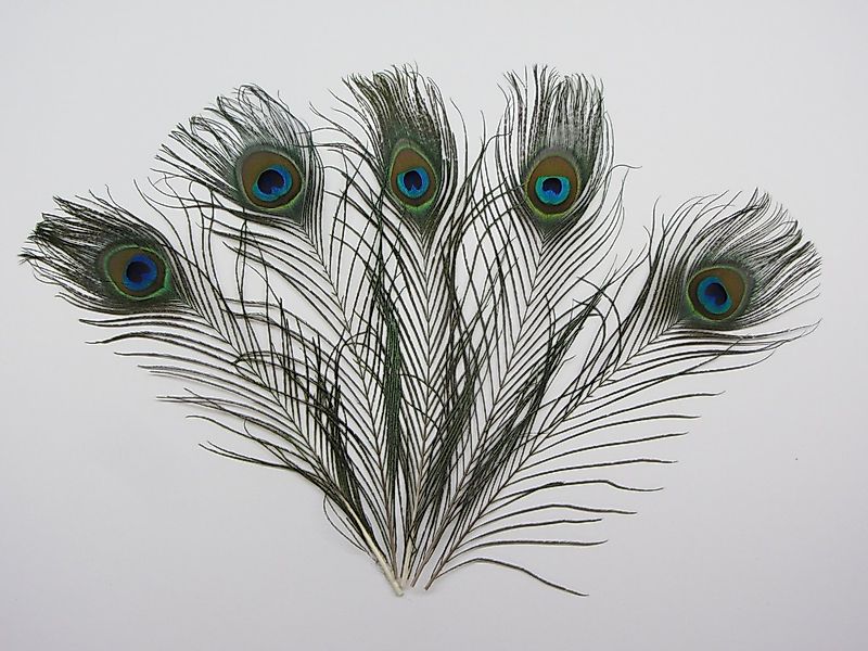 Trockenblume Echte Pfauenfedern 5er Set 30cm Länge, meinvipshop günstig online kaufen