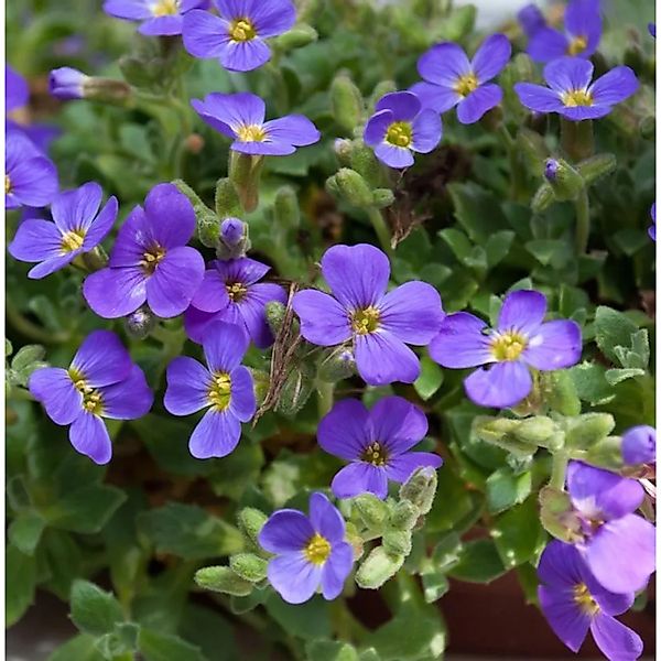Blaukissen Blue Emperor - Aubrieta cultorum günstig online kaufen