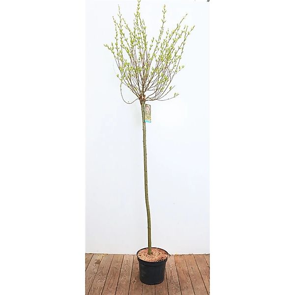 Salix Integra Hakuro Nishiki Harlekinweide Rosa-Weiß 125 cm Stammhöhe günstig online kaufen
