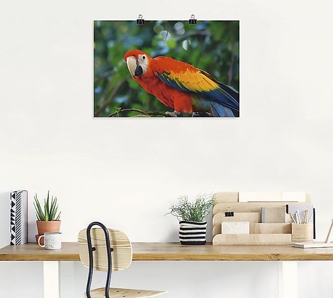 Artland Poster "Roter Ara", Vögel, (1 St.), als Alubild, Leinwandbild, Wand günstig online kaufen