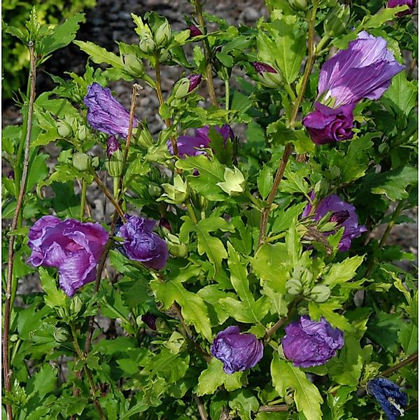 Hochstamm Garteneibisch Russian Violet 80-100cm - Hibiscus günstig online kaufen