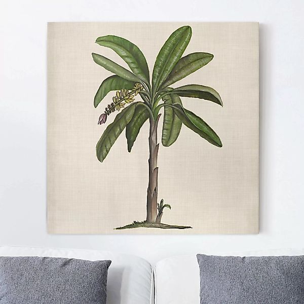 Leinwandbild Botanik - Quadrat Britische Palmen II günstig online kaufen