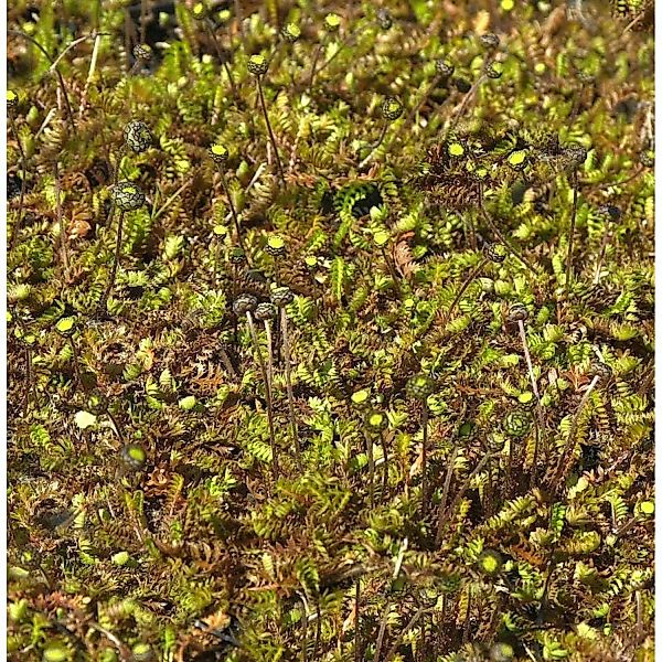 Brauner Fiederpolster - Leptinella dioica günstig online kaufen