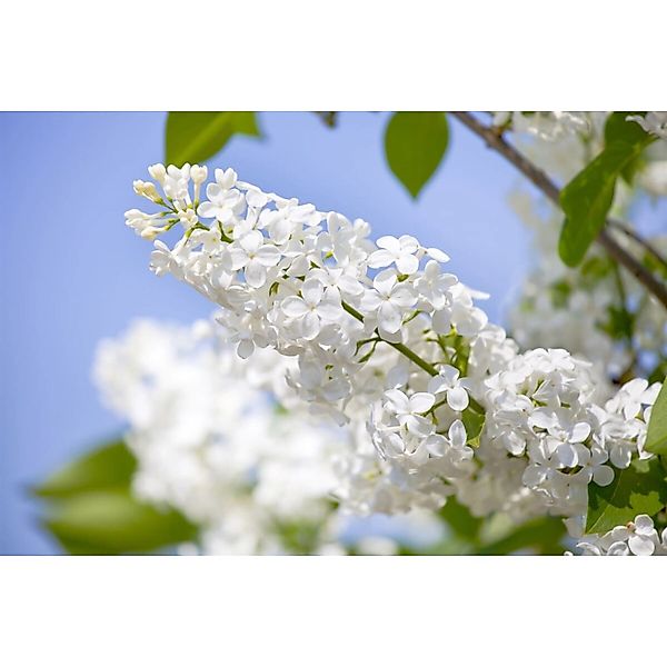 Syringa Vulgaris Flieder Souv.Alice Harding 60-80 cm günstig online kaufen