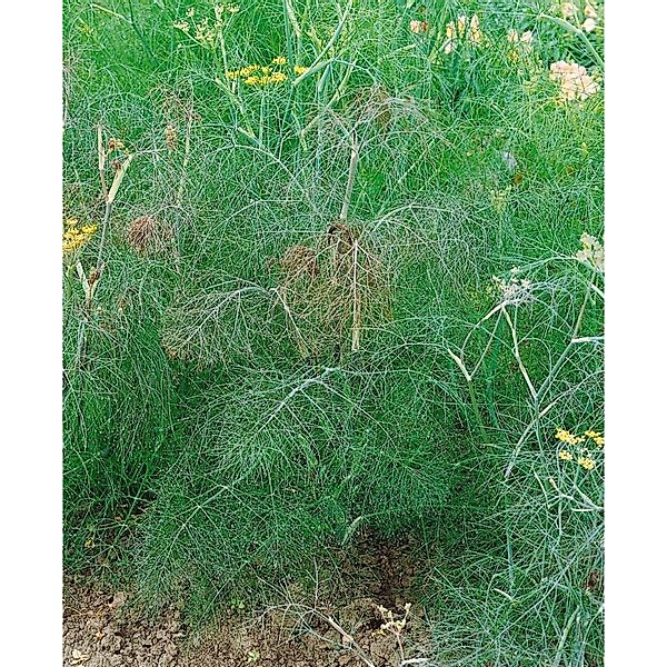 Foeniculum Vulgare Atropurpureum Bronze Fenchel Ca. 9x9 cm Topf günstig online kaufen