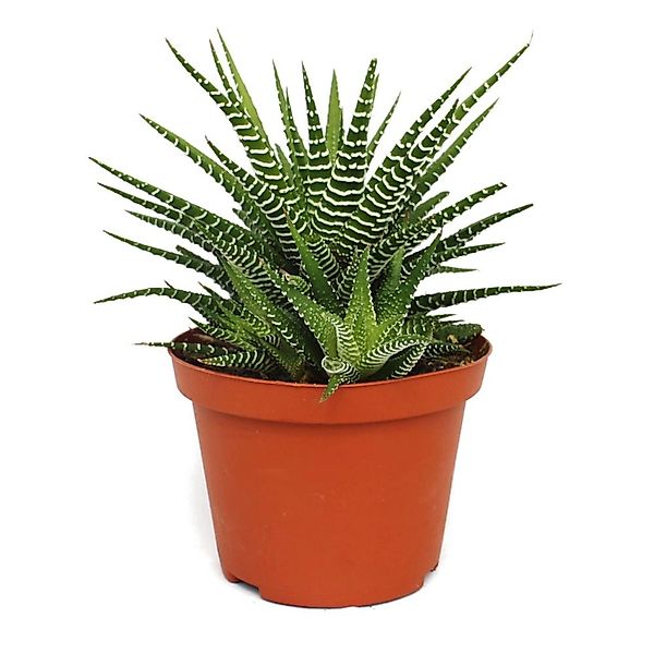 Exotenherz Kaktus Haworthia fasciata "Big Band" - Pflanze im 10,5cm Topf günstig online kaufen