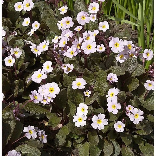 Teppich-Schlüsselblume Garryard Guinevere - Primula juliae günstig online kaufen