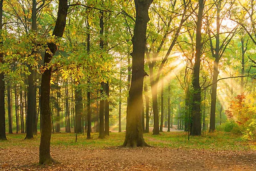 A.S. Création Vliestapete »Fototapete Wald mit Sonnenstrahlen Vliestapete« günstig online kaufen