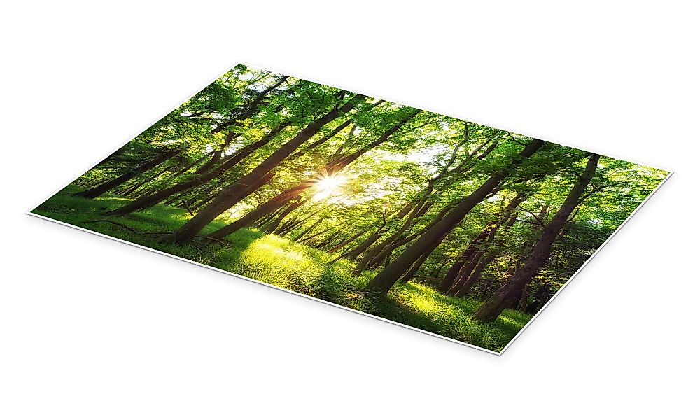 Posterlounge Wandbild Frühling in den Wäldern, günstig online kaufen