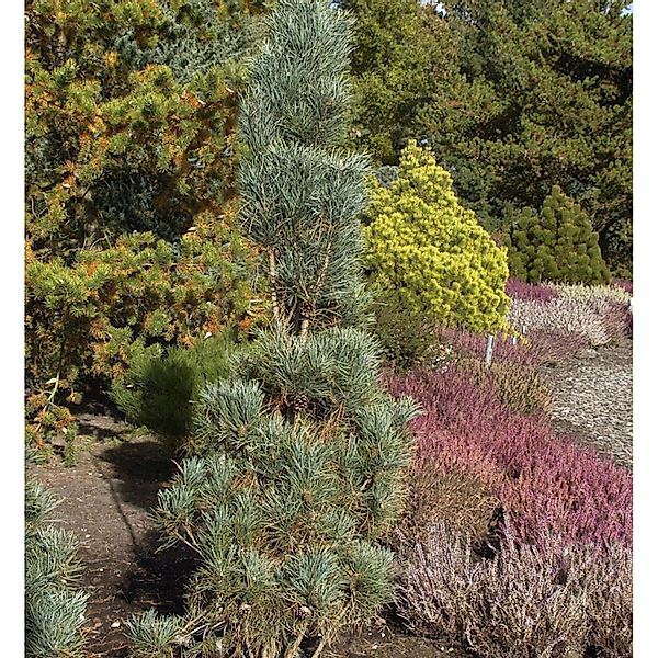 Säulenkiefer 50-60cm - Pinus sylvestris günstig online kaufen