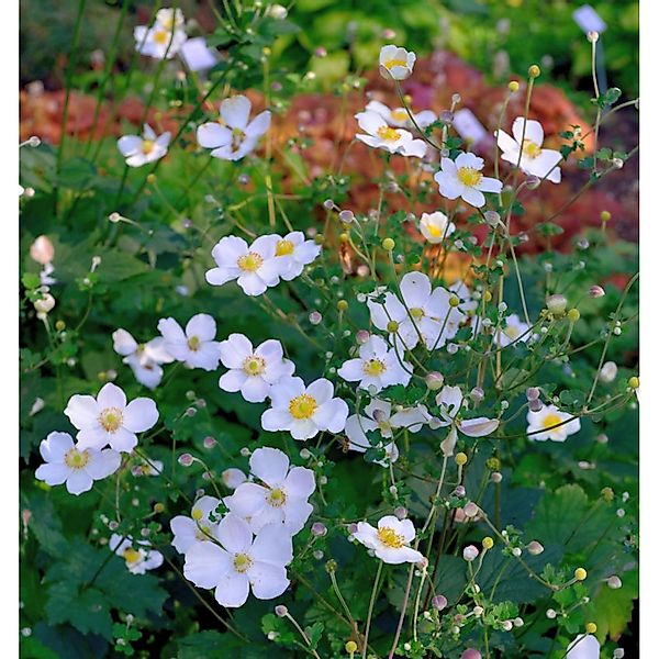 Japanische Herbstanemone Alba - Anemone hupehensis günstig online kaufen